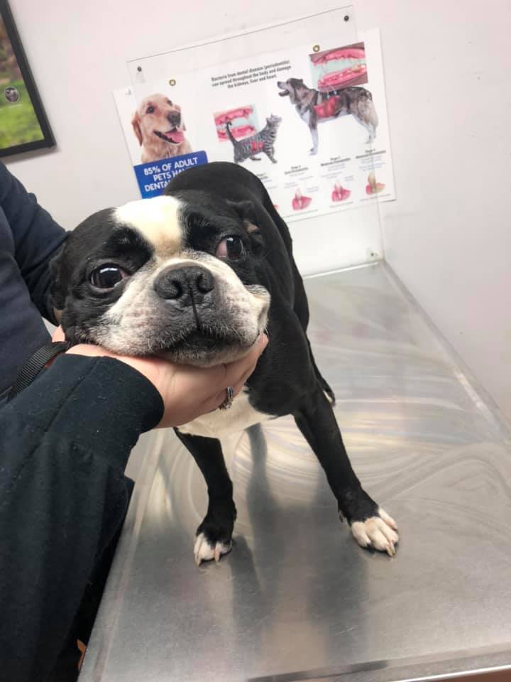 boston-terrier-check-up
