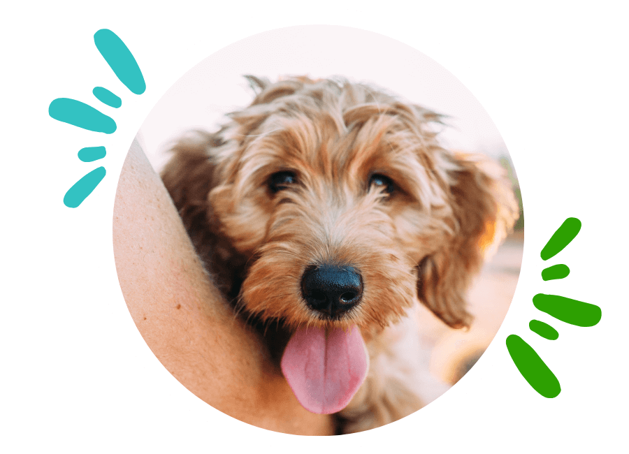 About Crystal River | Vet In Crystal River, FL About Crystal River | Vet In Crystal River, FL