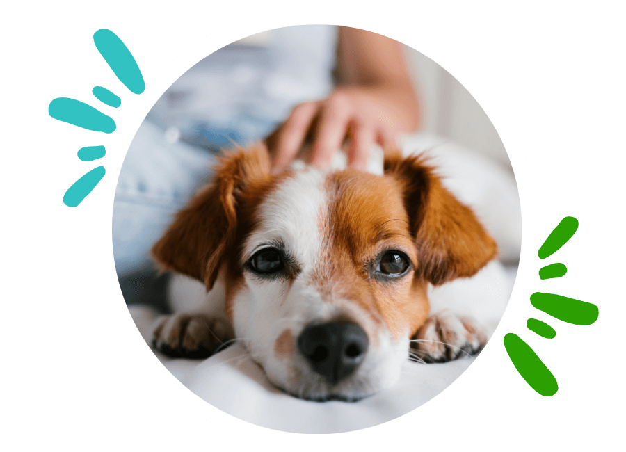 Dogs Disclosed - KEEP YOUR DOG'S BRAIN HAPPY Providing mental stimulation  for dogs is often overlooked, but is so important in helping dogs to be  happy, relaxed and content by giving them