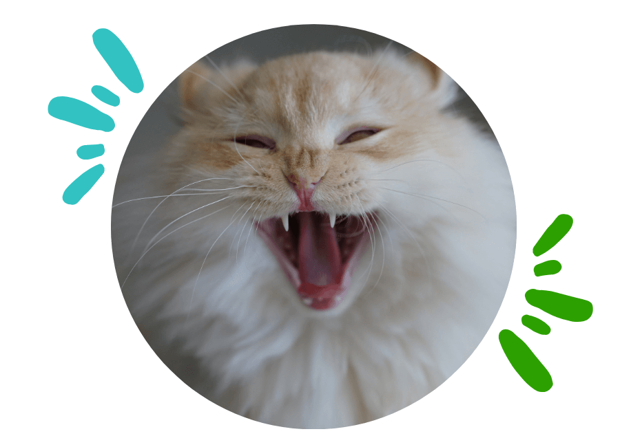 CRAH Gallery Vet Clinic In Crystal River, FL