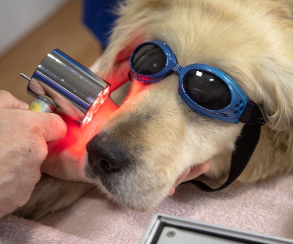 Crystal River animal Hospital - pet laser therapy