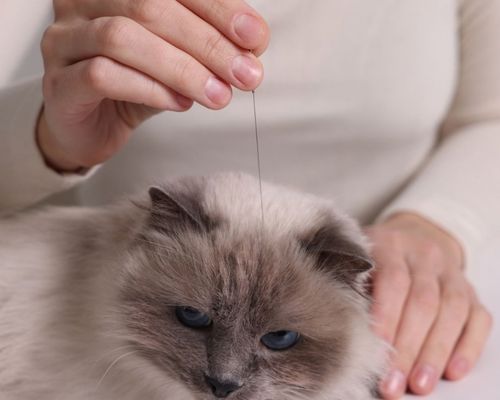 a cat receiving a acupuncture treatment